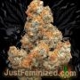 Just Feminized Banana Kush Smoke Buds Weed Ganja Skunk Dope Pot Images Pics Nuggets