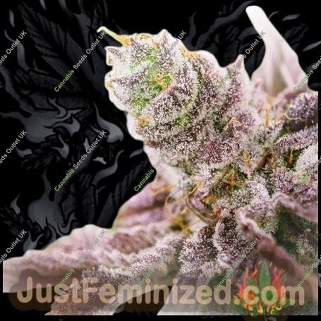 Banana Punch Auto Marijuana Strain by Just Feminized For Sale Online at Cannabis Seeds Outlet
