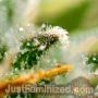 Banana Punch Auto by Just Feminized THC Content Potency Strength CBD Height Yield Flowering Time Indica Sativa Genetics