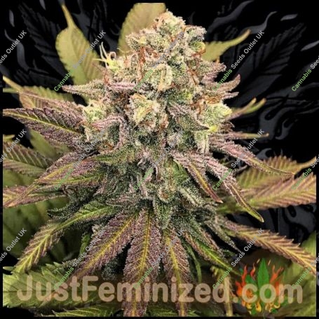 Banana Punch Marijuana Strain by Just Feminized For Sale Online at Cannabis Seeds Outlet