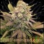 Banana Punch Marijuana Strain by Just Feminized For Sale Online at Cannabis Seeds Outlet
