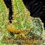Banana Punch Fast V by Just Feminized THC Content Potency Strength CBD Height Yield Flowering Time Indica Sativa Genetics