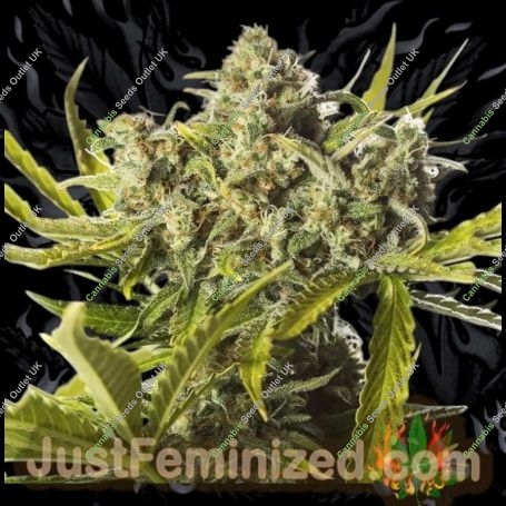 Big Bad Devil Auto Marijuana Strain by Just Feminized For Sale Online at Cannabis Seeds Outlet
