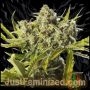 Big Bad Devil Auto Marijuana Strain by Just Feminized For Sale Online at Cannabis Seeds Outlet