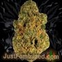Just Feminized Big Bad Devil Auto Smoke Buds Weed Ganja Skunk Dope Pot Images Pics Nuggets
