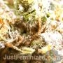 Big Bad Devil Auto by Just Feminized THC Content Potency Strength CBD Height Yield Flowering Time Indica Sativa Genetics