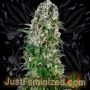 Big Bud Auto Marijuana Strain by Just Feminized For Sale Online at Cannabis Seeds Outlet