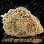 Just Feminized Big Bud Auto Smoke Buds Weed Ganja Skunk Dope Pot Images Pics Nuggets