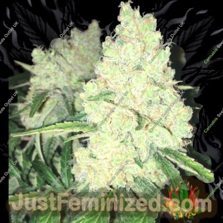Big Bud by Just Feminized High Quality Marijuana Strains