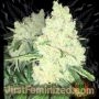 Big Bud Marijuana Strain by Just Feminized For Sale Online at Cannabis Seeds Outlet