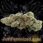 Just Feminized Big Bud Smoke Buds Weed Ganja Skunk Dope Pot Images Pics Nuggets