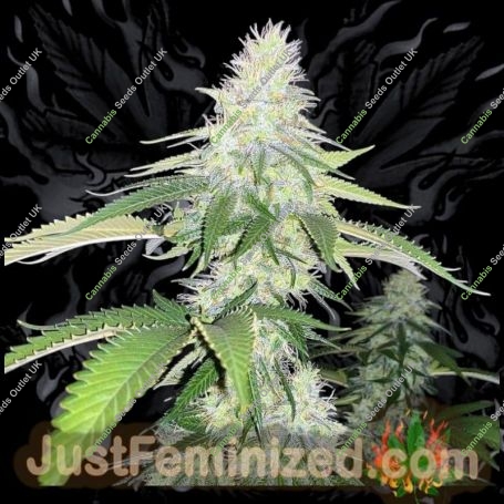 Big Bud Fast V Marijuana Strain by Just Feminized For Sale Online at Cannabis Seeds Outlet