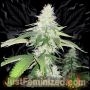 Big Bud Fast V Marijuana Strain by Just Feminized For Sale Online at Cannabis Seeds Outlet