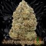 Just Feminized Big Bud Fast V Smoke Buds Weed Ganja Skunk Dope Pot Images Pics Nuggets