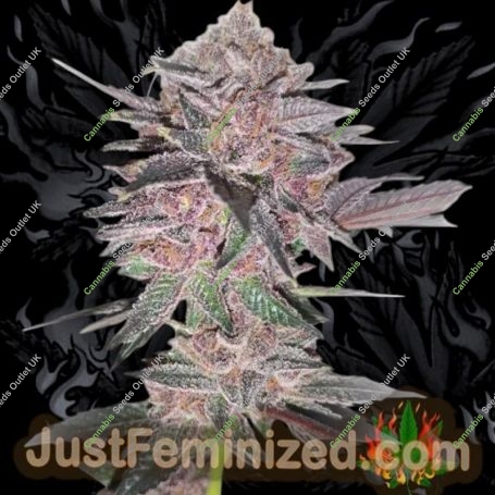 Biscotti Mintz Auto Marijuana Strain by Just Feminized For Sale Online at Cannabis Seeds Outlet