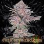 Biscotti Mintz Auto Marijuana Strain by Just Feminized For Sale Online at Cannabis Seeds Outlet