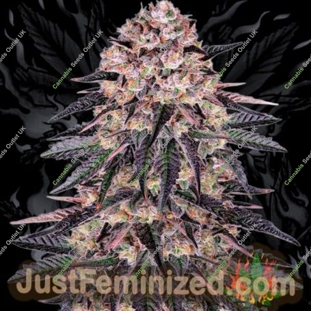 Biscotti Mintz Marijuana Strain by Just Feminized For Sale Online at Cannabis Seeds Outlet