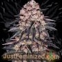 Biscotti Mintz Marijuana Strain by Just Feminized For Sale Online at Cannabis Seeds Outlet
