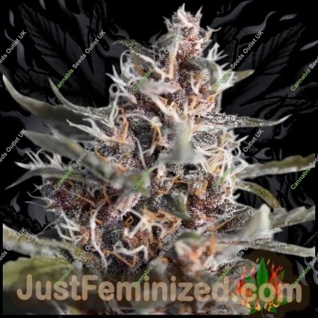 Black Berry MoonRocks Auto Marijuana Strain by Just Feminized For Sale Online at Cannabis Seeds Outlet