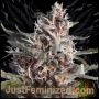 Black Berry MoonRocks Auto Marijuana Strain by Just Feminized For Sale Online at Cannabis Seeds Outlet
