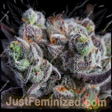 Blackberry MoonRocks Marijuana Strain by Just Feminized For Sale Online at Cannabis Seeds Outlet