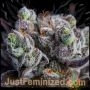 Blackberry MoonRocks Marijuana Strain by Just Feminized For Sale Online at Cannabis Seeds Outlet