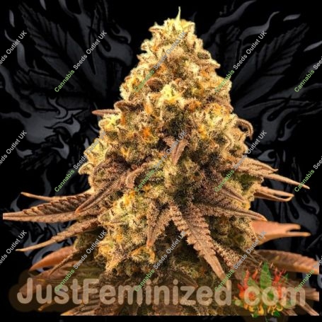 Black Domina Marijuana Strain by Just Feminized For Sale Online at Cannabis Seeds Outlet