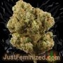 Just Feminized Black Domina Smoke Buds Weed Ganja Skunk Dope Pot Images Pics Nuggets
