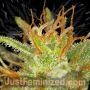 Black Domina by Just Feminized THC Content Potency Strength CBD Height Yield Flowering Time Indica Sativa Genetics