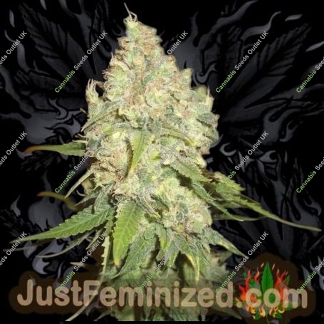 Black Triangle OG Marijuana Strain by Just Feminized For Sale Online at Cannabis Seeds Outlet