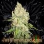 Black Triangle OG Marijuana Strain by Just Feminized For Sale Online at Cannabis Seeds Outlet