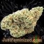 Just Feminized Black Triangle OG Smoke Buds Weed Ganja Skunk Dope Pot Images Pics Nuggets