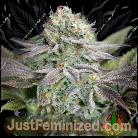 Blue Dream Auto Marijuana Strain by Just Feminized For Sale Online at Cannabis Seeds Outlet