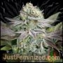 Blue Dream Auto Marijuana Strain by Just Feminized For Sale Online at Cannabis Seeds Outlet