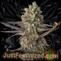 Blue Dream Marijuana Strain by Just Feminized For Sale Online at Cannabis Seeds Outlet