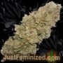 Just Feminized Blue Dream Smoke Buds Weed Ganja Skunk Dope Pot Images Pics Nuggets