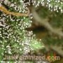 Blue Dream by Just Feminized THC Content Potency Strength CBD Height Yield Flowering Time Indica Sativa Genetics