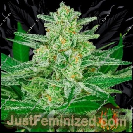 Blue Dream Fast V Marijuana Strain by Just Feminized For Sale Online at Cannabis Seeds Outlet