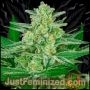 Blue Dream Fast V Marijuana Strain by Just Feminized For Sale Online at Cannabis Seeds Outlet