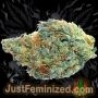 Just Feminized Blue Dream Fast V Smoke Buds Weed Ganja Skunk Dope Pot Images Pics Nuggets