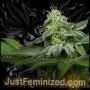 Blue Zushi Auto Marijuana Strain by Just Feminized For Sale Online at Cannabis Seeds Outlet