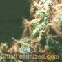 Blue Zushi Auto by Just Feminized THC Content Potency Strength CBD Height Yield Flowering Time Indica Sativa Genetics