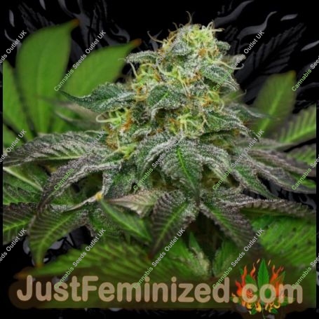 Blue Zushi Marijuana Strain by Just Feminized For Sale Online at Cannabis Seeds Outlet