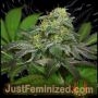 Blue Zushi Marijuana Strain by Just Feminized For Sale Online at Cannabis Seeds Outlet