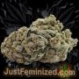 Just Feminized Blue Zushi Smoke Buds Weed Ganja Skunk Dope Pot Images Pics Nuggets