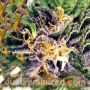 Blue Zushi by Just Feminized THC Content Potency Strength CBD Height Yield Flowering Time Indica Sativa Genetics
