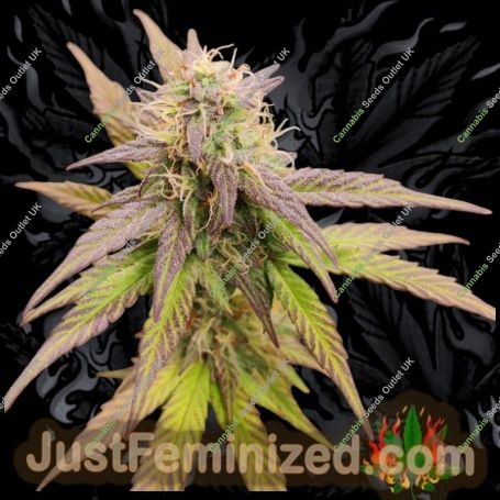 Blueberry Auto Marijuana Strain by Just Feminized For Sale Online at Cannabis Seeds Outlet
