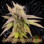 Blueberry Auto Marijuana Strain by Just Feminized For Sale Online at Cannabis Seeds Outlet