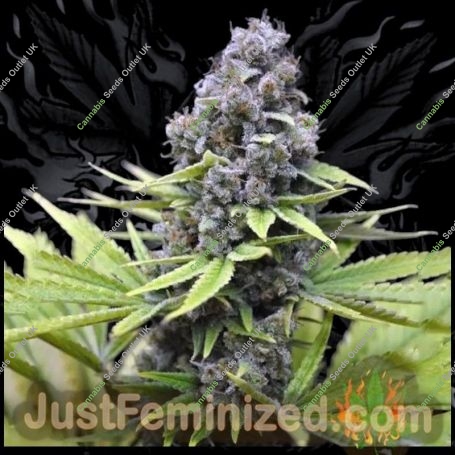 Blueberry Marijuana Strain by Just Feminized For Sale Online at Cannabis Seeds Outlet