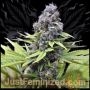 Blueberry Marijuana Strain by Just Feminized For Sale Online at Cannabis Seeds Outlet